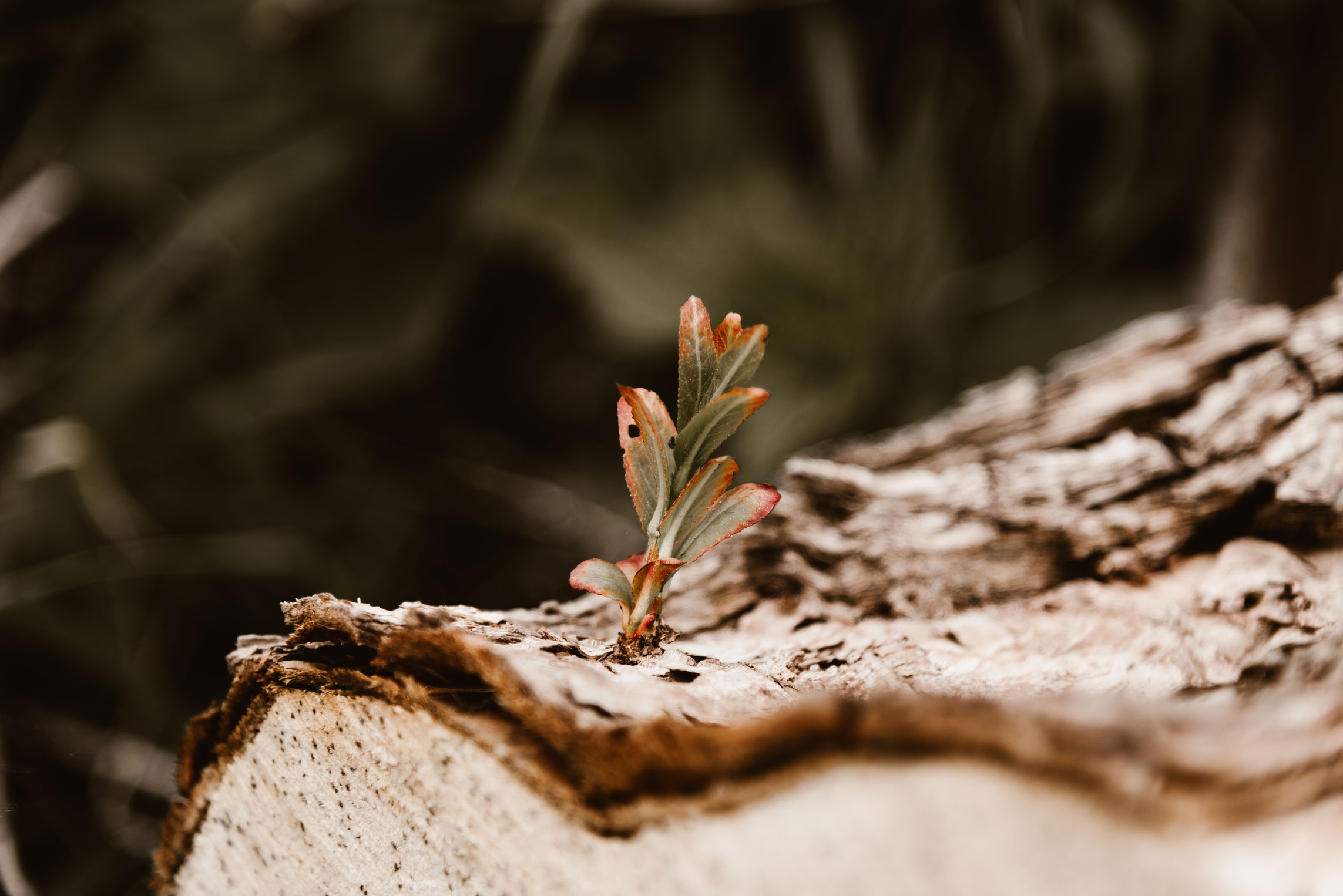 Baum