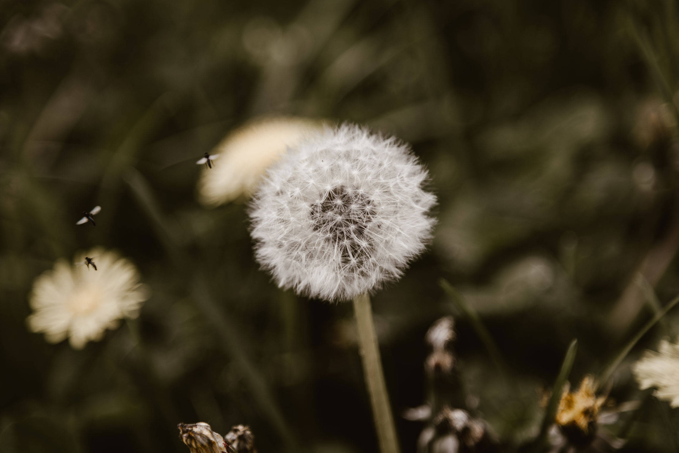 Pusteblume
